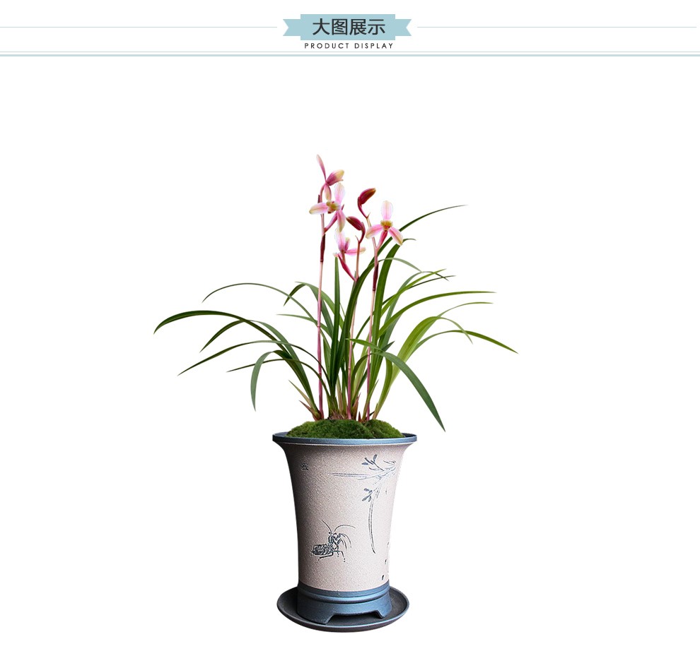 刘阁兰花 建兰正格梅瓣 市长红梅 夏带花苞出售花苗好养花卉名品盆栽