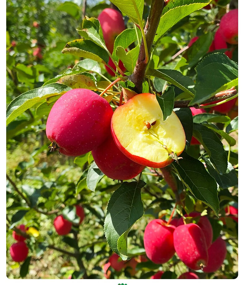 东北鸡心果 锦绣海棠果特产沙果小苹果 水果新鲜整箱当季5斤包邮 重量