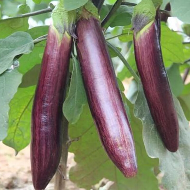 四川竹丝茄子新鲜长茄子农家紫花茄子冬茄现摘时令蔬菜/5斤 2500
