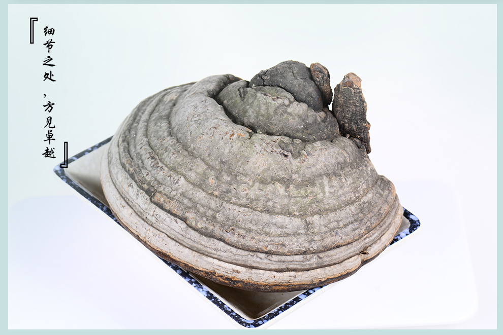 滋真堂长白山灵芝林下木蹄灵芝长白山木蹄灵芝可切片木蹄灵芝2斤