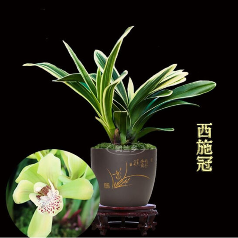 包活包开花玉芙蓉金边矮种兰花苗浓香型室内办公室花卉 金元宝 1苗