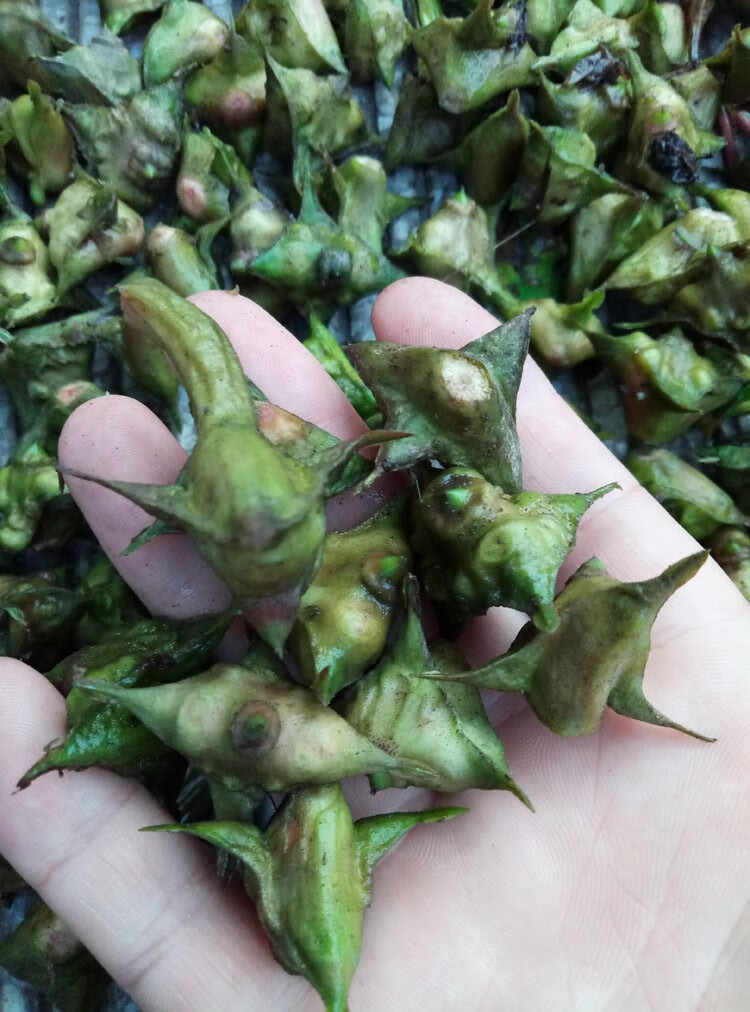 味蕾乐 现摘纯野生四角菱角刺菱新鲜老菱角非大菱角洪湖小菱角粉糯