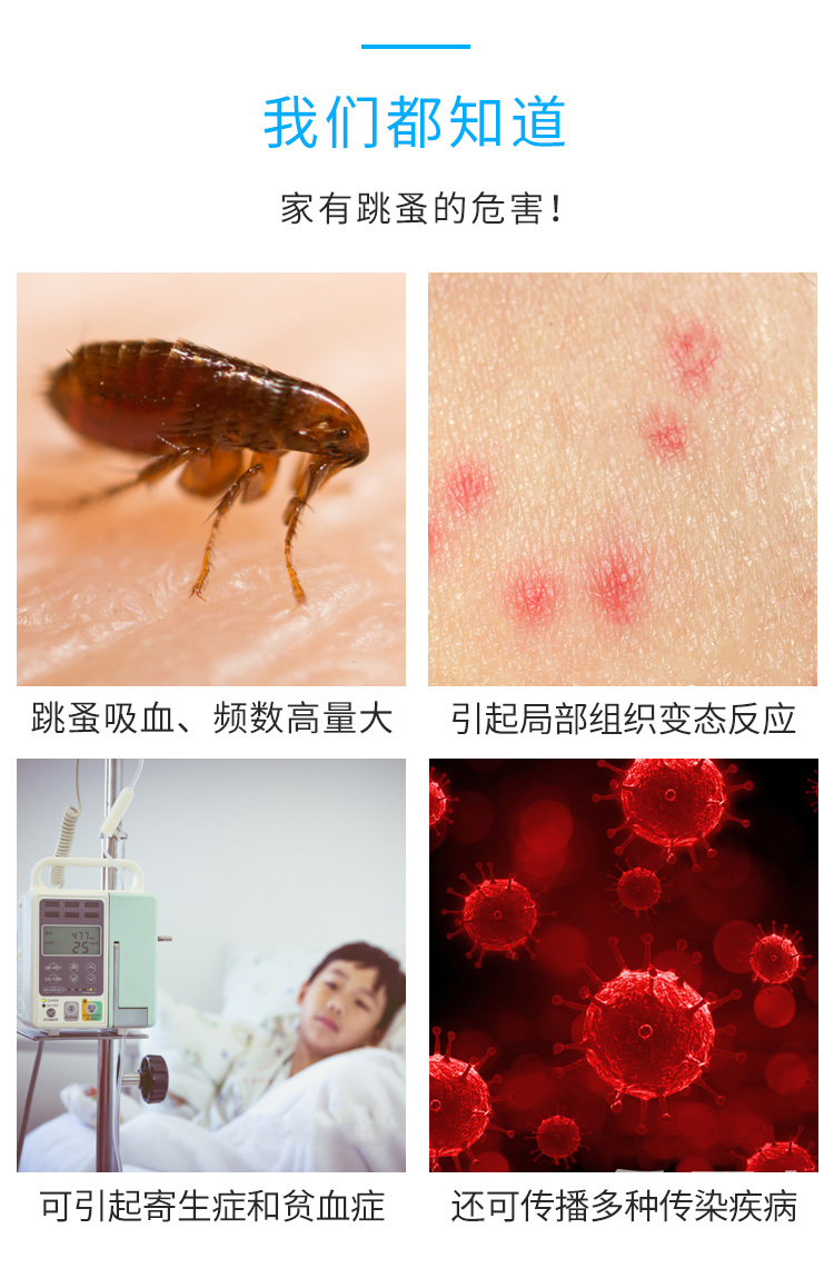 成都上门灭跳蚤防治跳蚤专业杀虫公司跳蚤药杀跳蚤除跳蚤