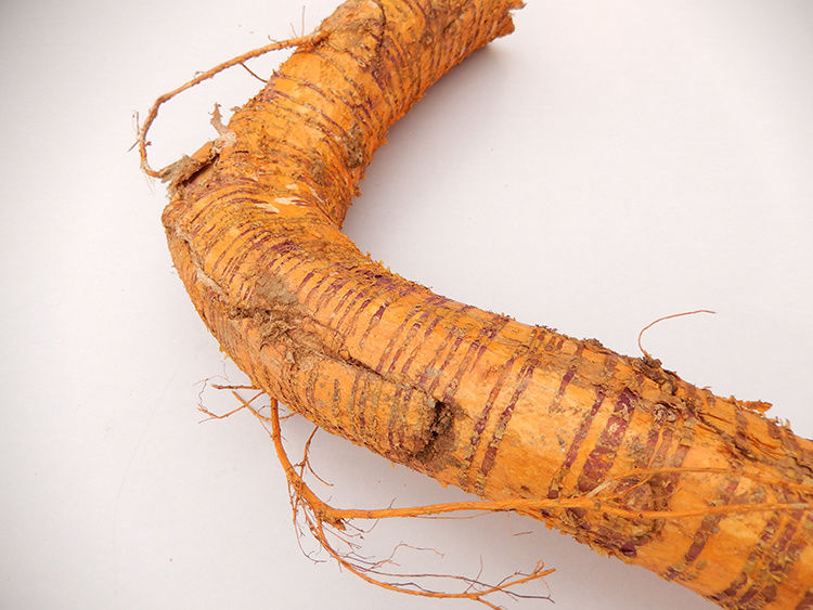 新鲜野生老桑树根老桑头中药材桑白皮桑根皮老桑树