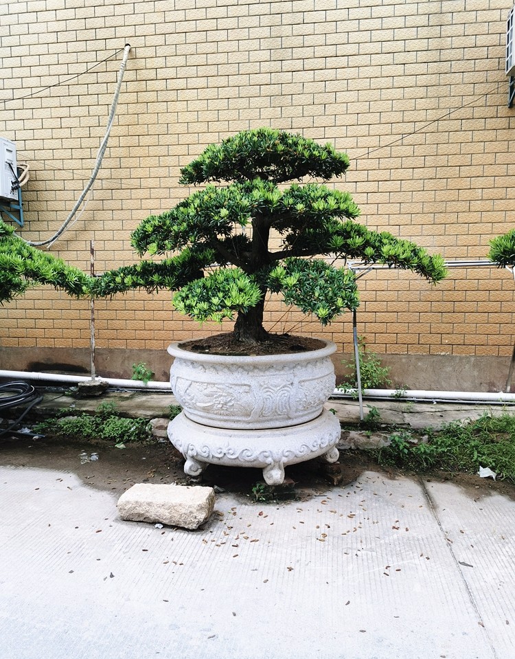 多瑙梦大型罗汉松园艺盆景树桩盆栽植物四季常青绿植庭院台湾金钻迎客