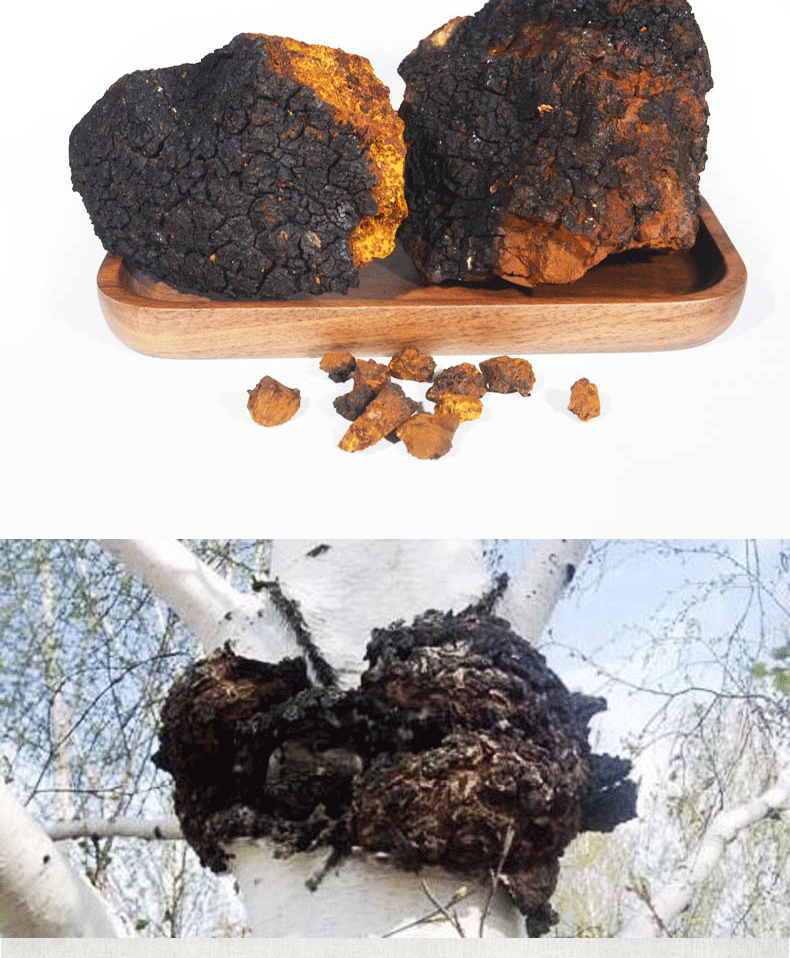 桦树茸茶包白桦树茸俄罗斯华树茸桦树蓉桦树泪粉1斤