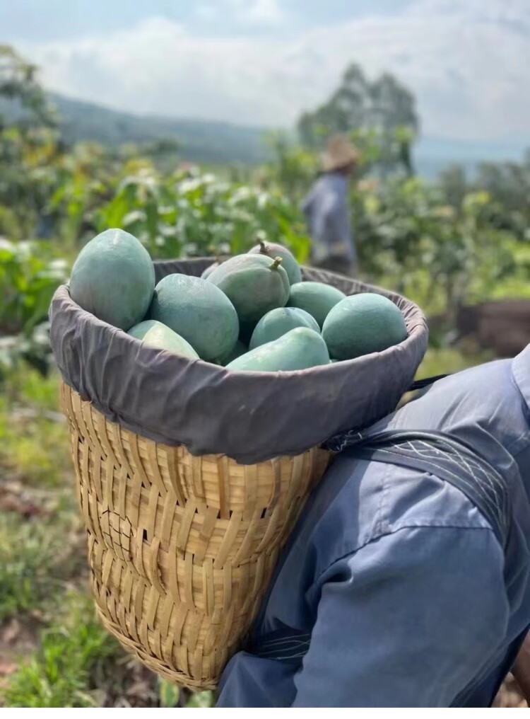 高山农家凯特大芒果 超甜特大四川攀枝花现摘新鲜当季青皮凯特芒 8.