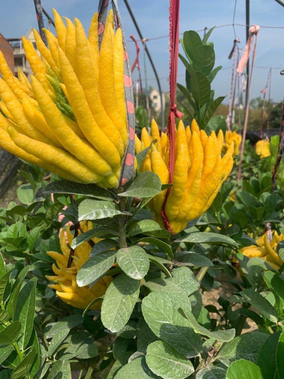 jd精选佛手盆栽盆景 金华佛手盆栽带果易养活树苗阳台盆景佛手柑可