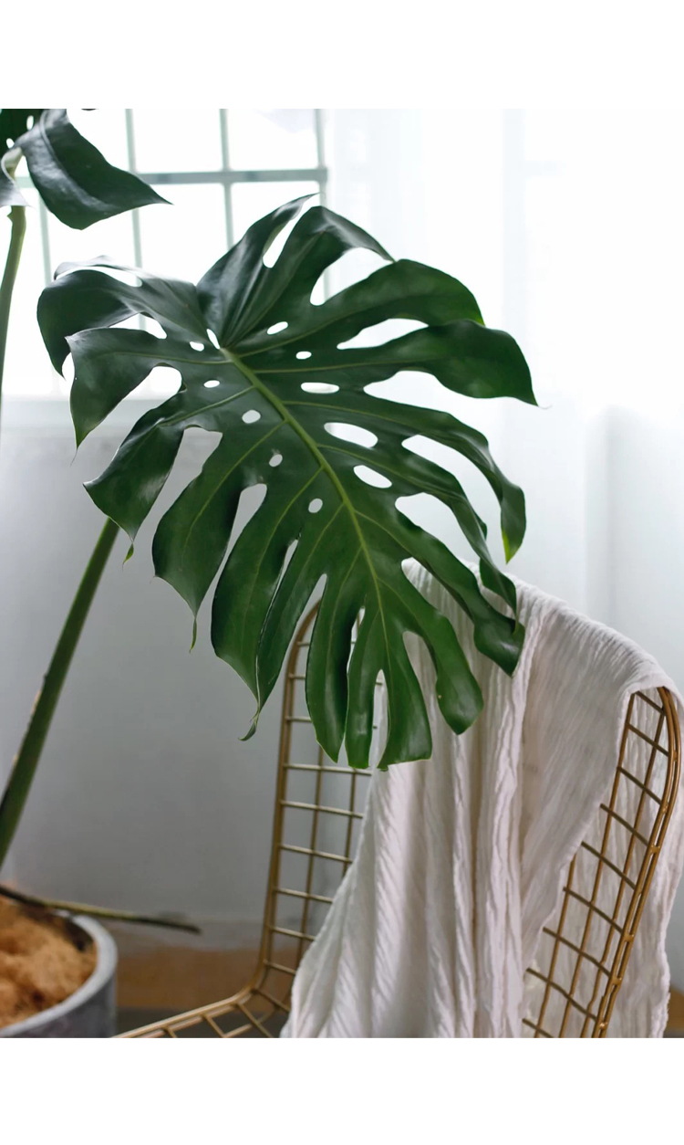 龟背竹大型室内老桩可水培植物盆栽热带好养客厅吸甲醛大叶绿植 70~80