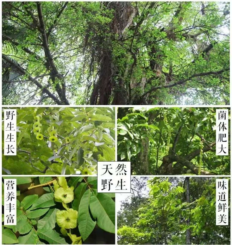 江西修水野生青钱柳茶青钱柳茶 500克【图片 价格 品牌 报价】