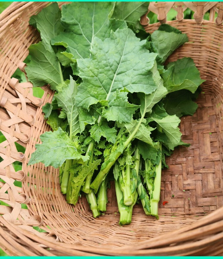 四川青油菜苔图片