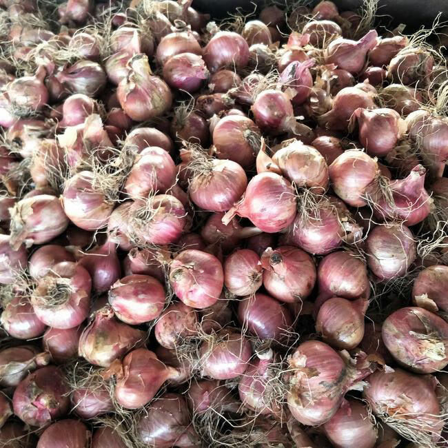 源外园东北毛葱农家小毛葱圆葱鬼子葱小洋葱新鲜上市 手工精选 精品5