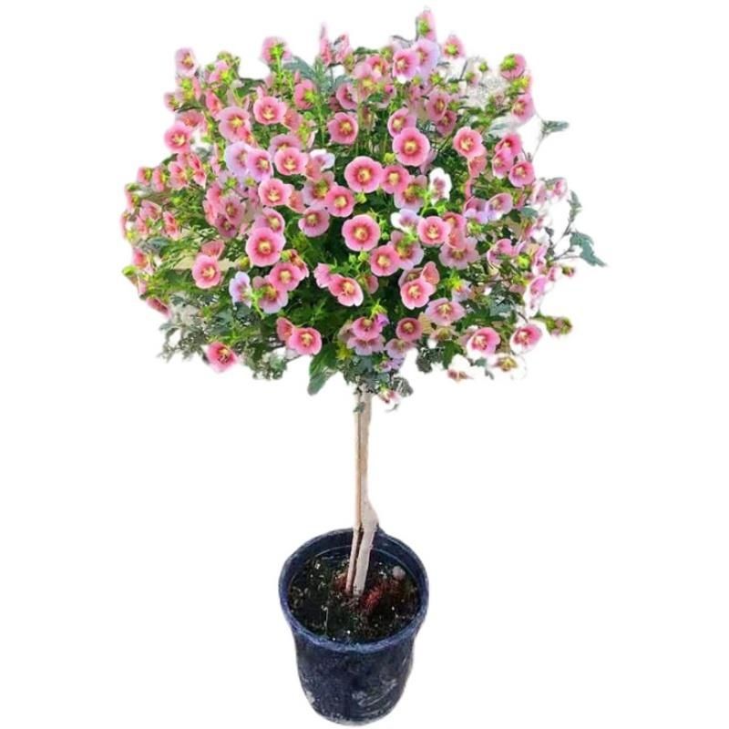 小木槿棒棒糖花苗盆栽四季易活好养爆盆开花植物小室内树苗木槿花 小