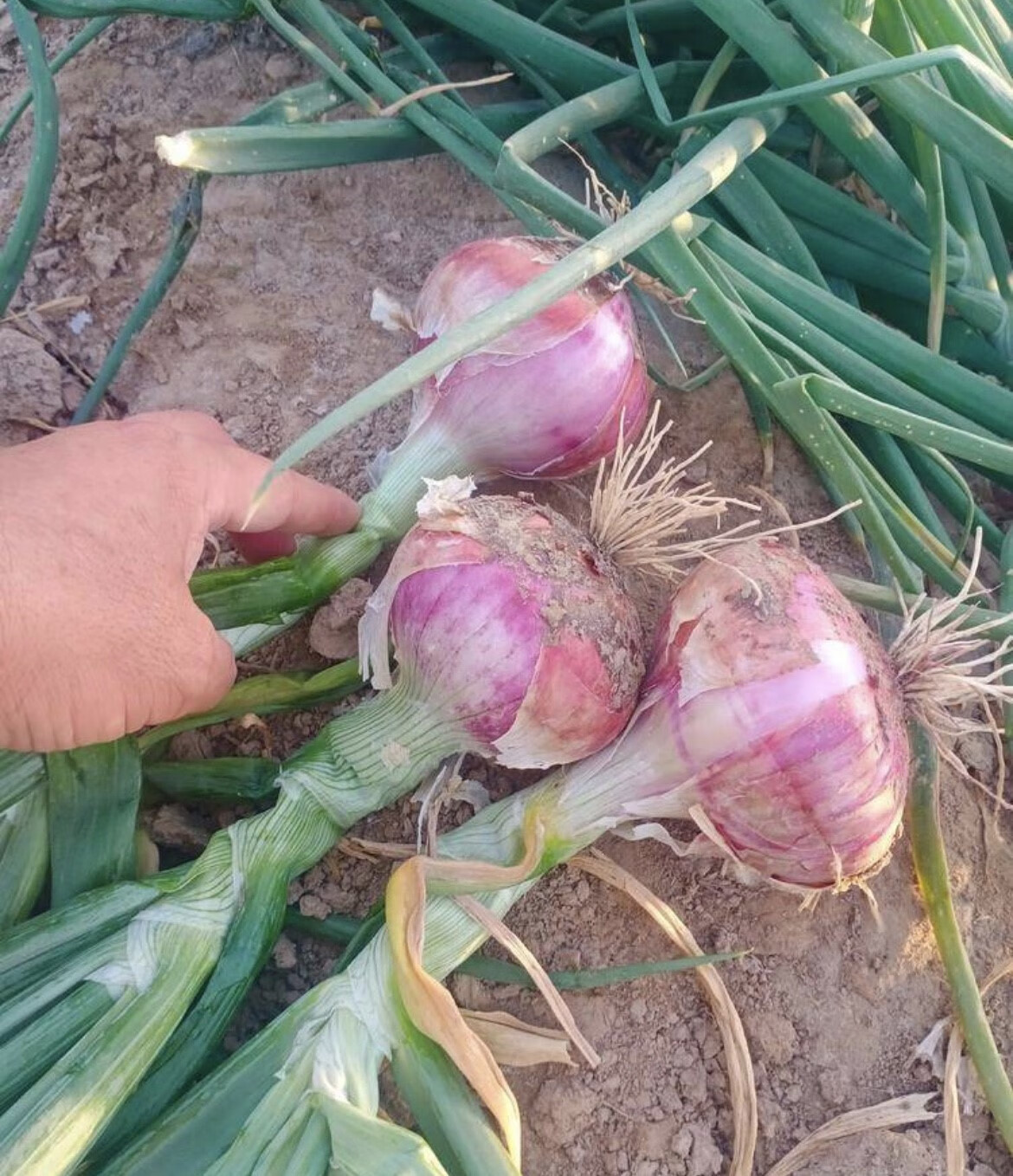 媚调 山东二红扁洋葱肉质粉嫩微辣洋葱可生吃新鲜圆葱精选5斤装 3斤