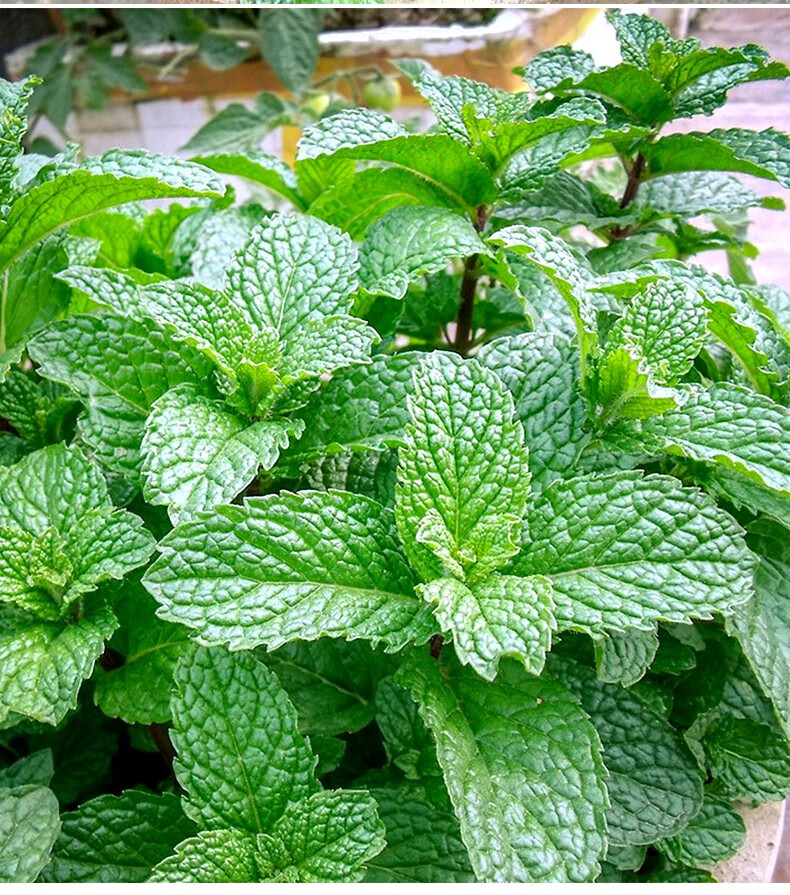 大禹可食用薄荷种子盆栽薄荷苗香槟薄荷苗6棵