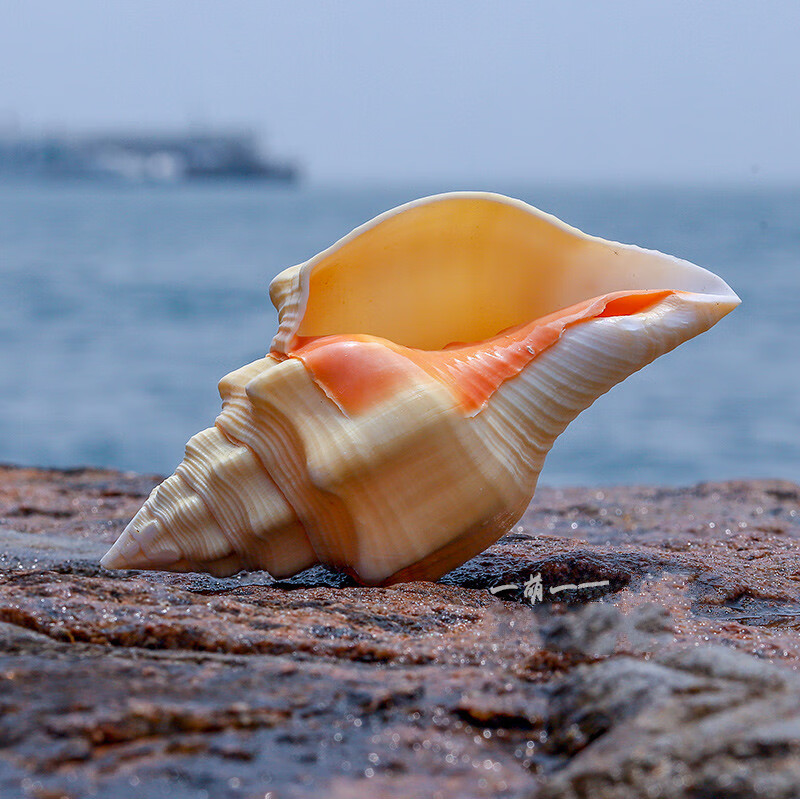 海螺贝壳超大稀有名螺黄宝螺 黄海 黄蜗螺 佛教大螺 摆件精致a 18-19