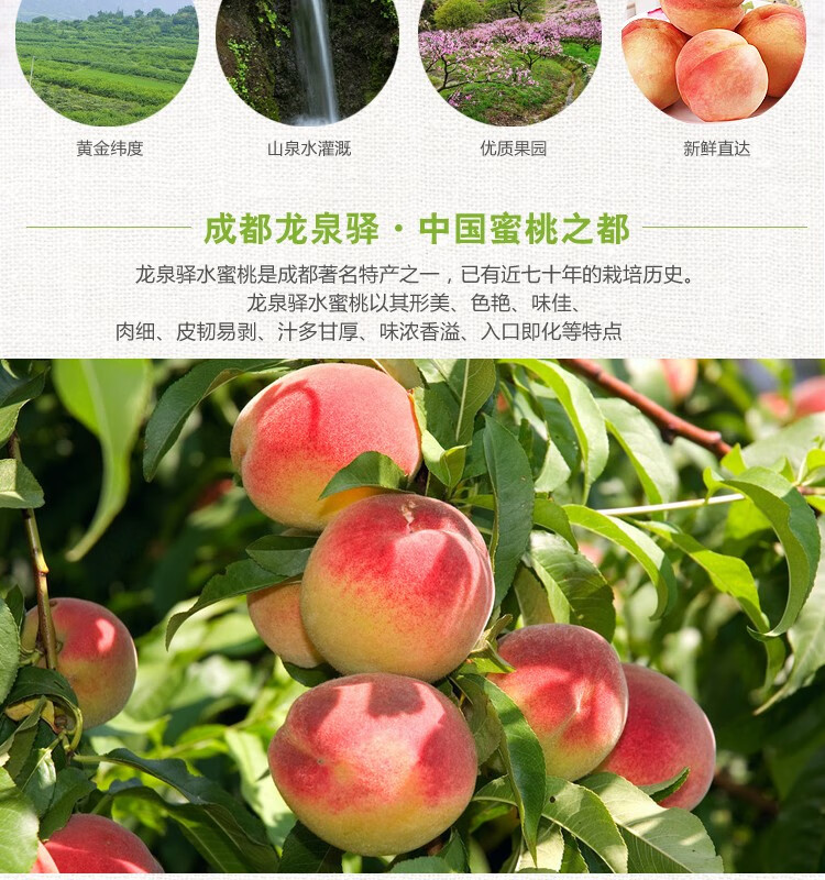 时染(shiran)四川成都 龙泉水蜜桃 龙泉驿特产 新鲜桃子 4斤中果13-16