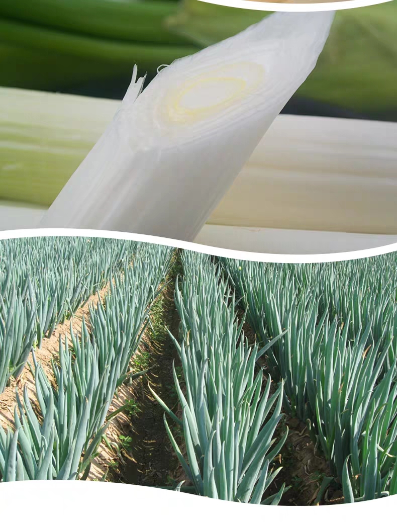 章丘铁杆大葱山东特产葱白长4500g