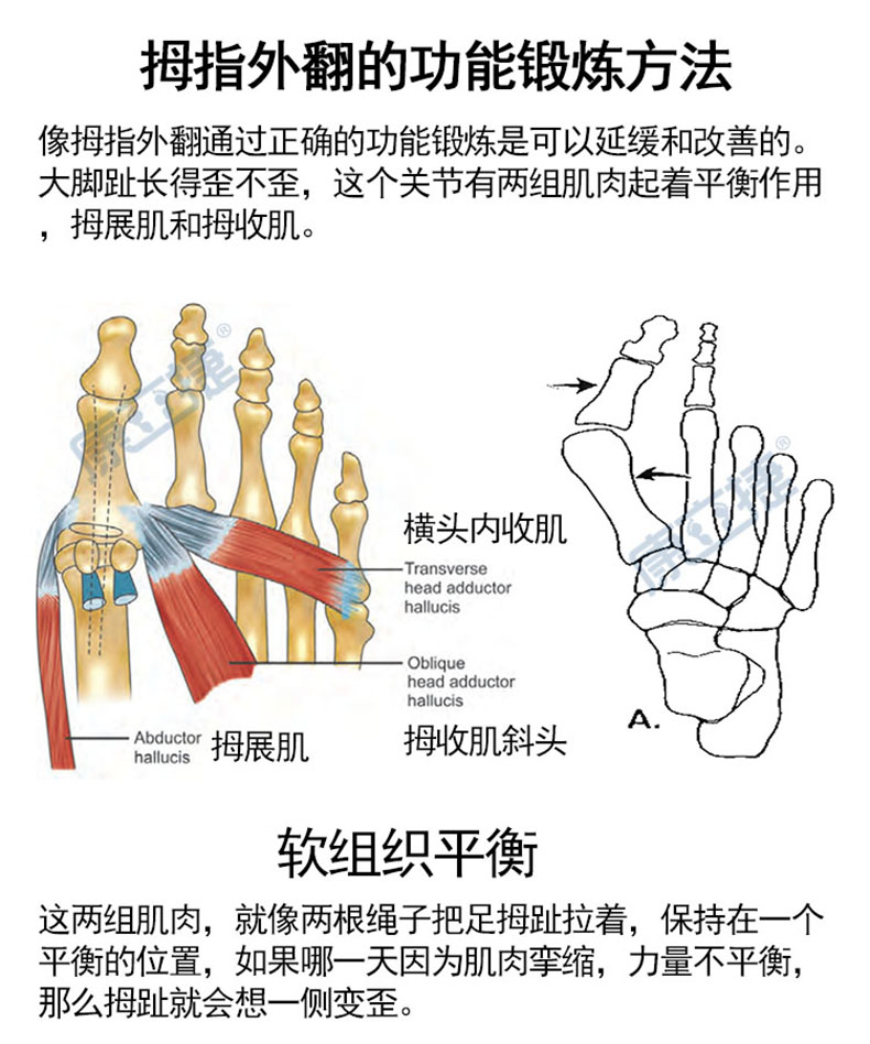 拇展肌起止点图片