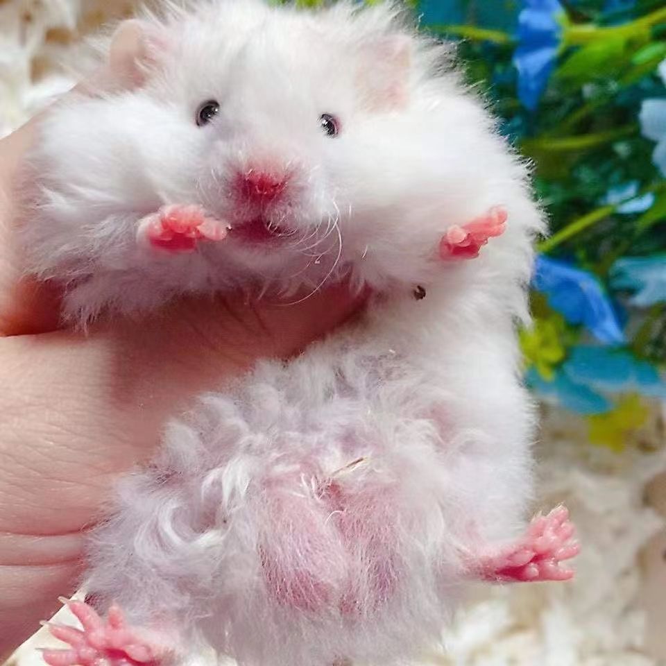 长毛金丝熊家养仓鼠米熊金丝熊米熊纯银包活可上手已打疫苗绝美长毛