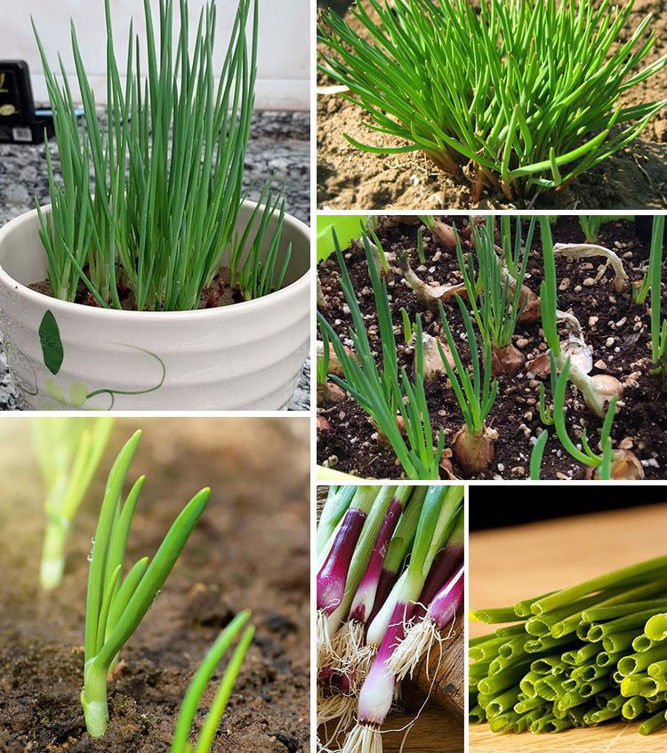 【精选】四川四季红葱头黄葱头铁杆葱火葱小香葱自家种盆栽农家种植