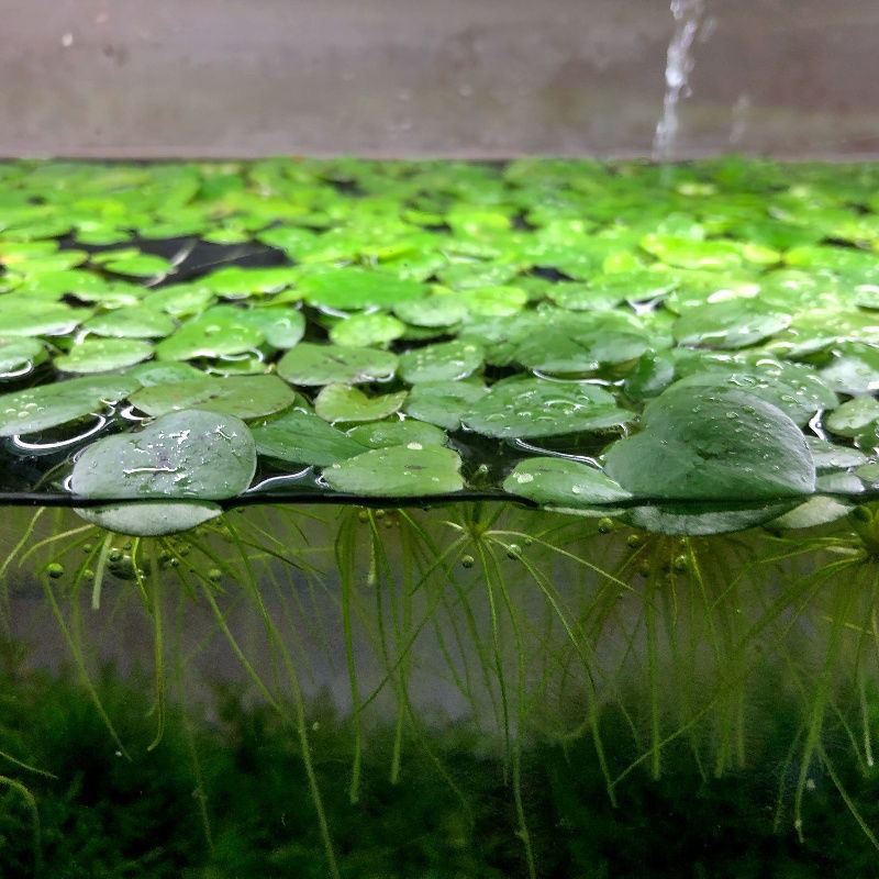 雨花蝶 浮萍水草圆心萍净化水质水培绿植庭院办公室鱼虾龟缸造景漂浮