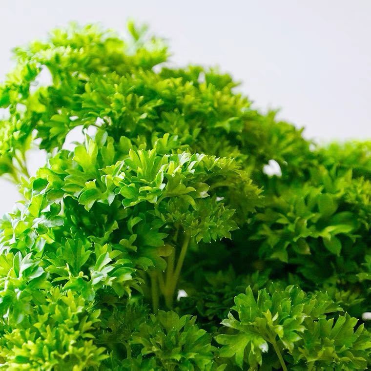 贵妃鲜 新鲜法香欧芹反西荷兰芹法国香菜洋芫荽香料蔬菜西餐火锅摆盘