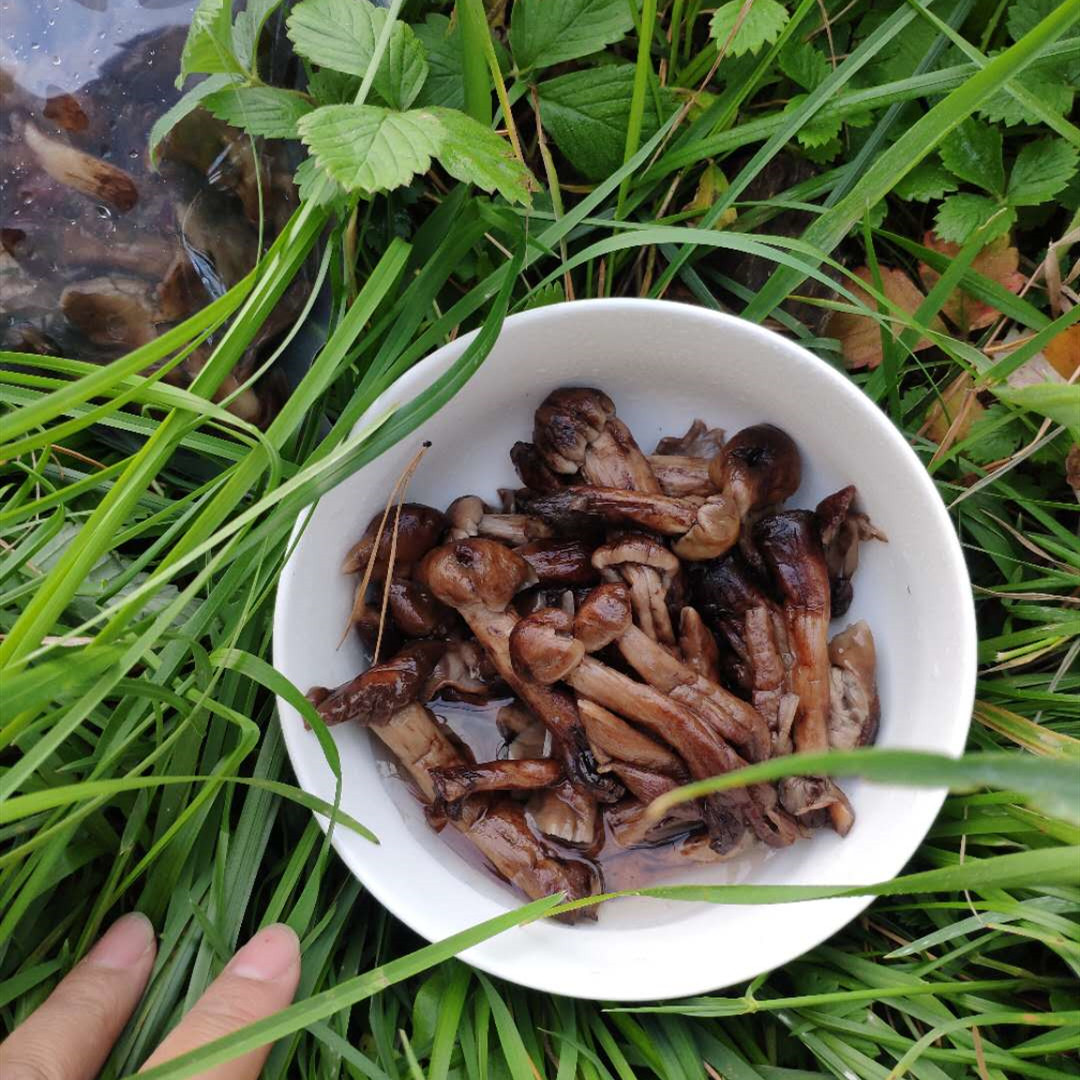 赣香婆 东北大兴安岭野生鲜榛蘑鲜蘑菇腌制榛蘑丁野生菌臻蘑500克(豆