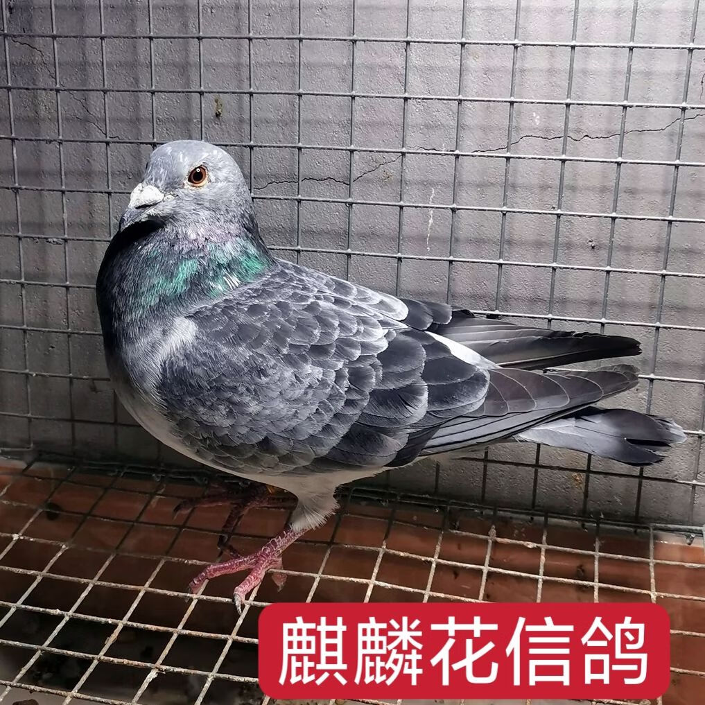 【麒麟花信鸽】家飞赛鸽成绩鸽后代血统鸽子活体公母一对种鸽幼鸽类别