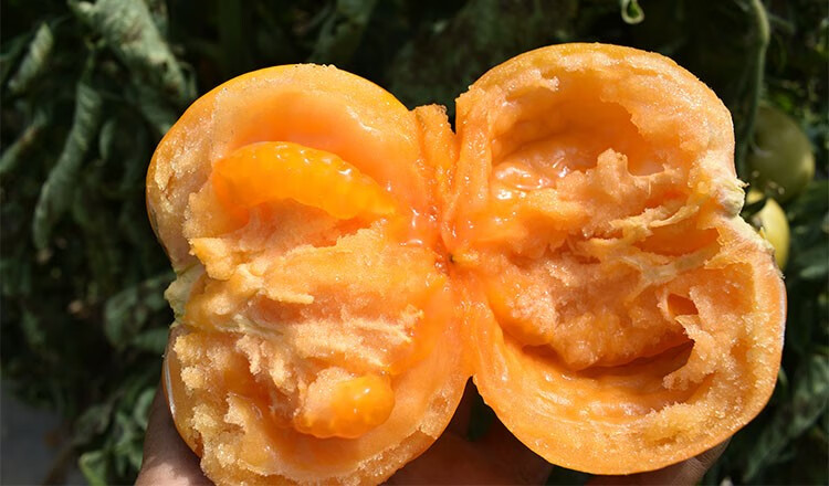 味蕾乐大黄柿子内蒙五原黄色西红柿现摘番茄水果铁皮碱地生吃番茄 现