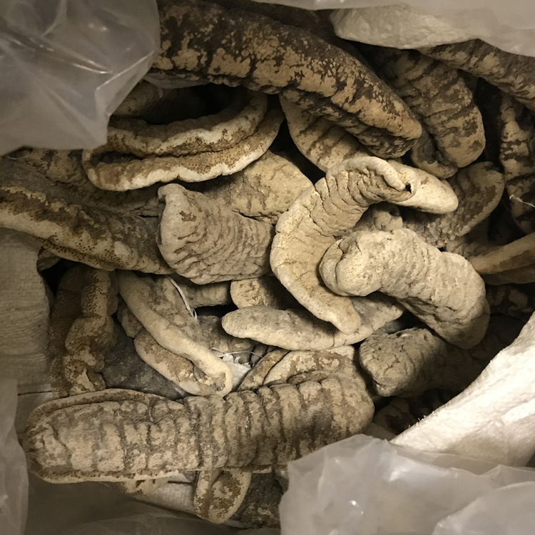 5折 猪婆参 500g 非大连即食辽参海参干货猪婆参淡干海鲜酒店用料