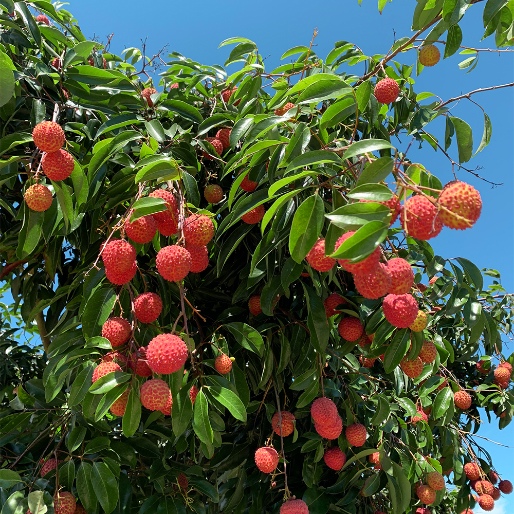 桂味荔枝广东茂名增城从化新鲜现摘现发5斤10斤水果礼盒整箱团建过节