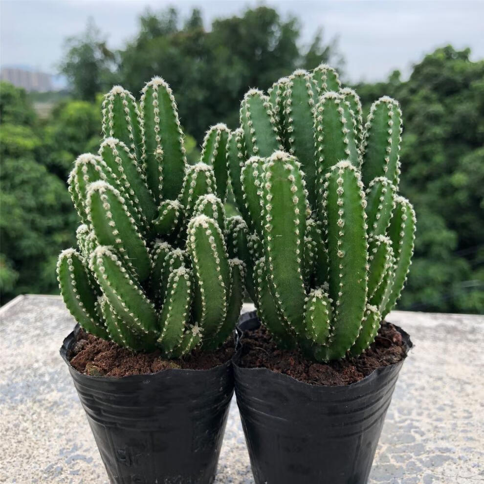 萬重山多肉植物花卉綠植盆栽陽臺四季好養易活綠植仙人球 萬重山