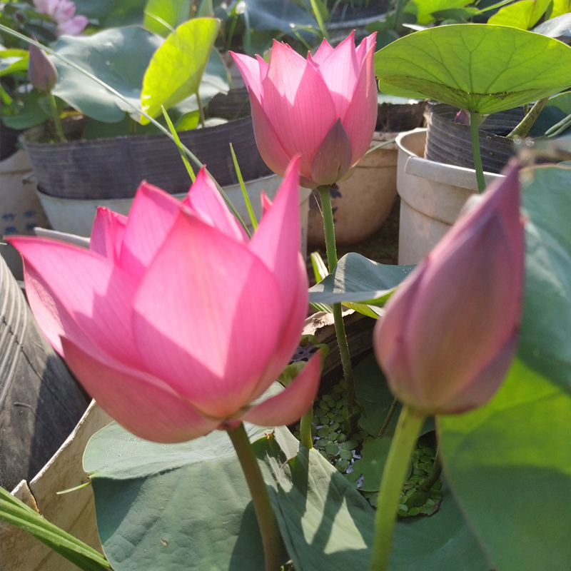 秦淮彩灯小型可微碗莲种藕荷花盆栽莲花水观赏植物秦淮彩灯杯装成品苗