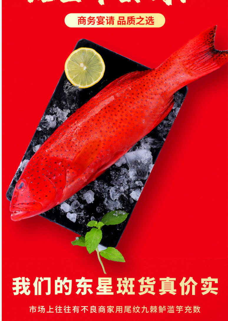 新鲜东星斑石斑鱼鲜活速冻燕尾斑深海瓜子斑海鲜水产海鱼红斑放血去