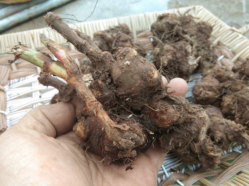 貴州中草藥材野蕎麥根500g 新鮮開金鎖銀開野南蕎金蕎麥三七【圖片