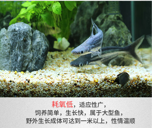蓝鲨淡水虎头鲨鱼活体虎鲨幼鱼观赏鱼热带鱼金龙银龙鱼混养搭配鱼-b