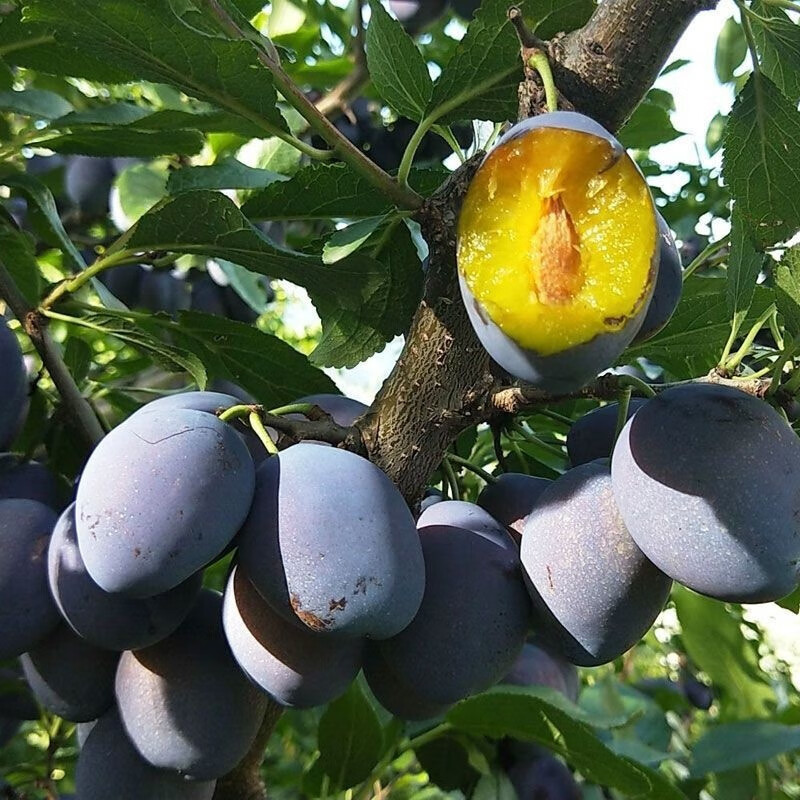 内蒙女神西梅孕妇水果红喜西梅现摘新鲜水果 3750g【图片 价格 品牌
