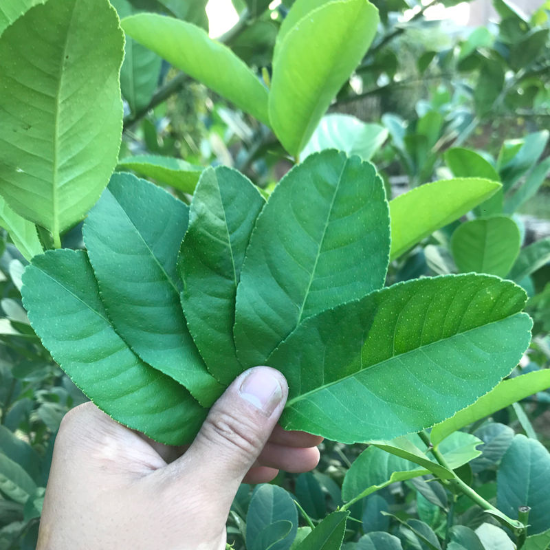 新鲜柠檬叶冬阴功有刺易扎人香水柠檬叶鱼生柠檬叶配料新鲜柠檬叶纯叶