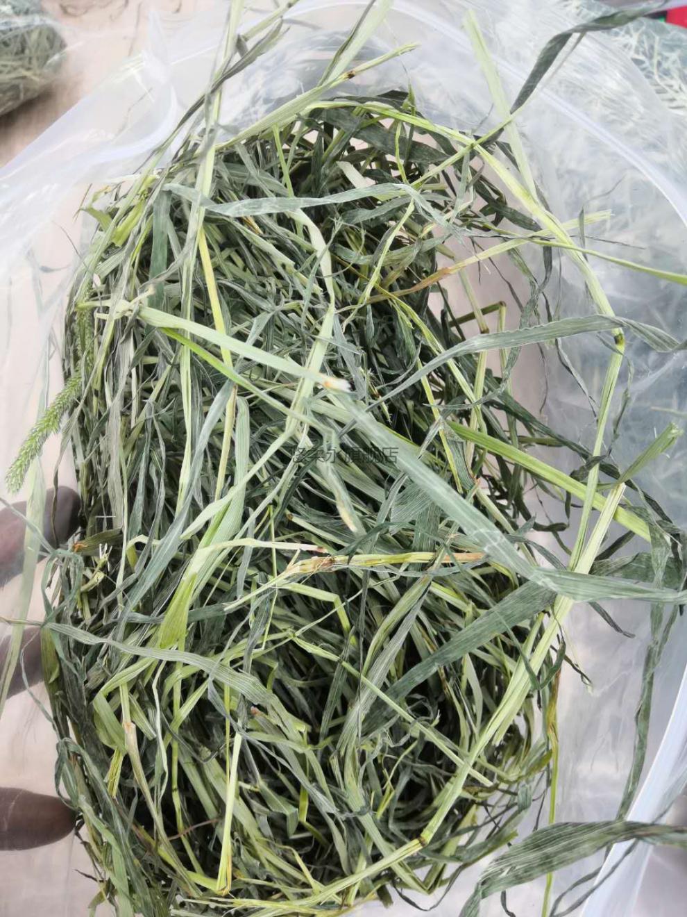 【官方旗舰】晒干提摩西草岷提 晒干提摩西草500g甘肃北草兔子龙猫