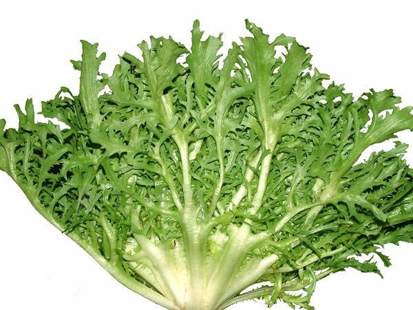 新鲜苦菊500g苦细叶狗芽菜苦叶生菜苦苣沙拉菜 火锅食材 500g