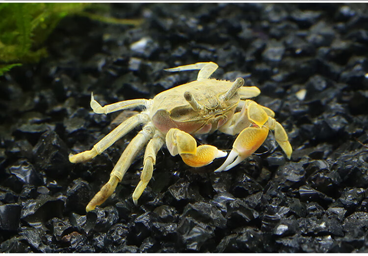 宠物螃蟹活体观赏蟹活体迷你蟹辣椒蟹深水蟹吃涡虫可鱼虾混养1036辣椒