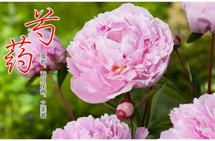 耐寒芍药花苗老桩室内外庭院四季易活牡丹开花多年生重瓣植物盆栽 s19