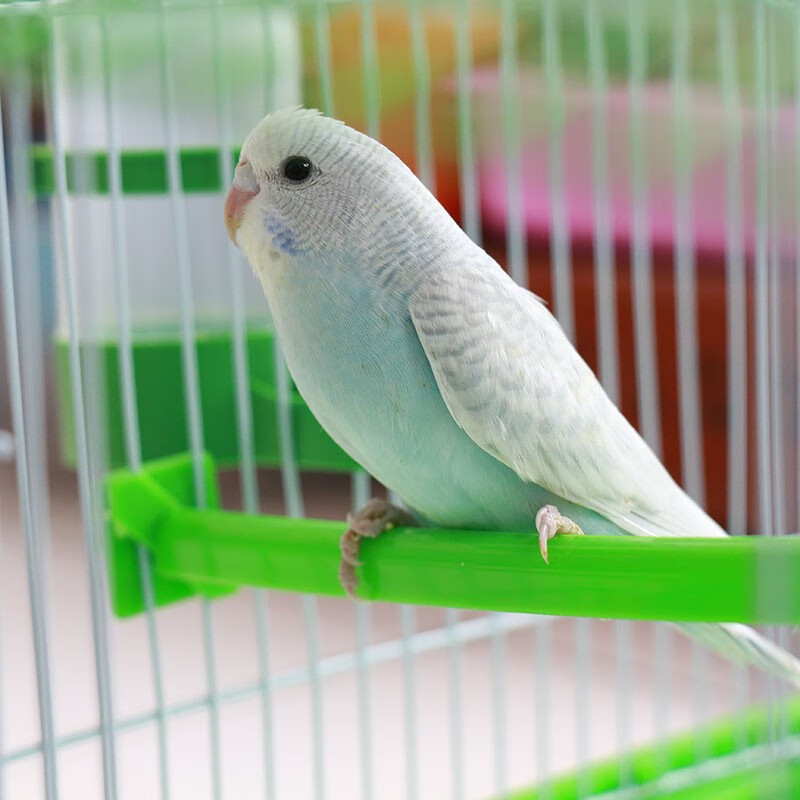 麦叮卡虎皮鹦鹉活鸟幼鸟活体家养宠物鸟手养鸟雏鸟可