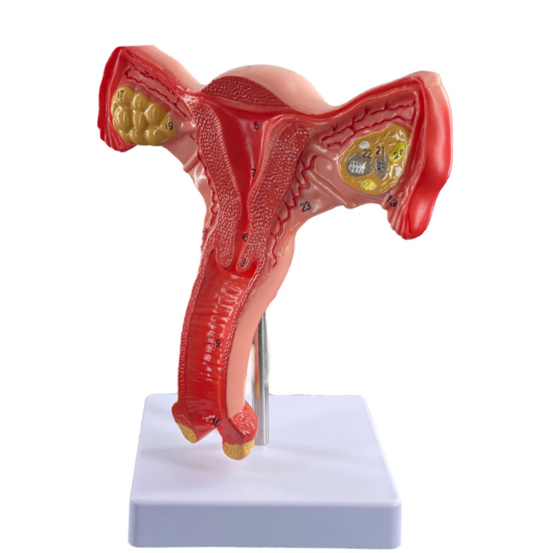 自然大女性生殖器官模型阴道模型卵巢模型妇产科培训子宫模型