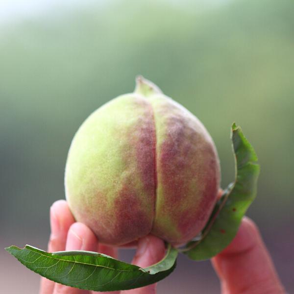 韶关鹰嘴桃新鲜水果广东翁源特产大桃子水蜜桃脆甜大果现摘 即将下市
