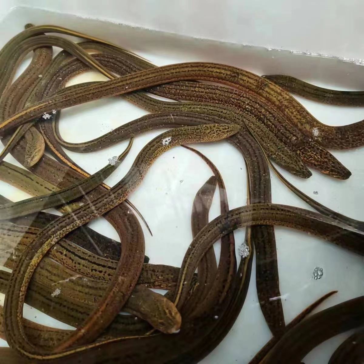 荣郁【黄鳝】活体大黄鳝长鱼盘鳝丝正宗野生稻田黄鳝批发1斤 大条二斤