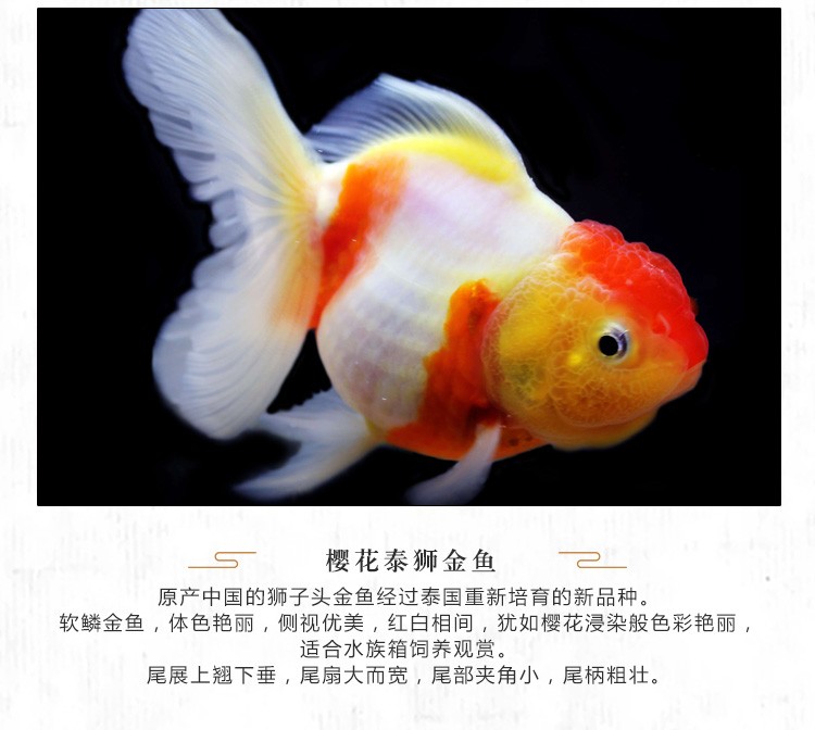 优鱼若宠金鱼观赏鱼活体水族宠物水泡蝶尾兰寿珍珠鎏金泰狮樱花泰红草金红顶虎金鱼鱼苗成鱼金鱼 颜色品种随机2条 6 7cm 图片价格品牌报价 京东