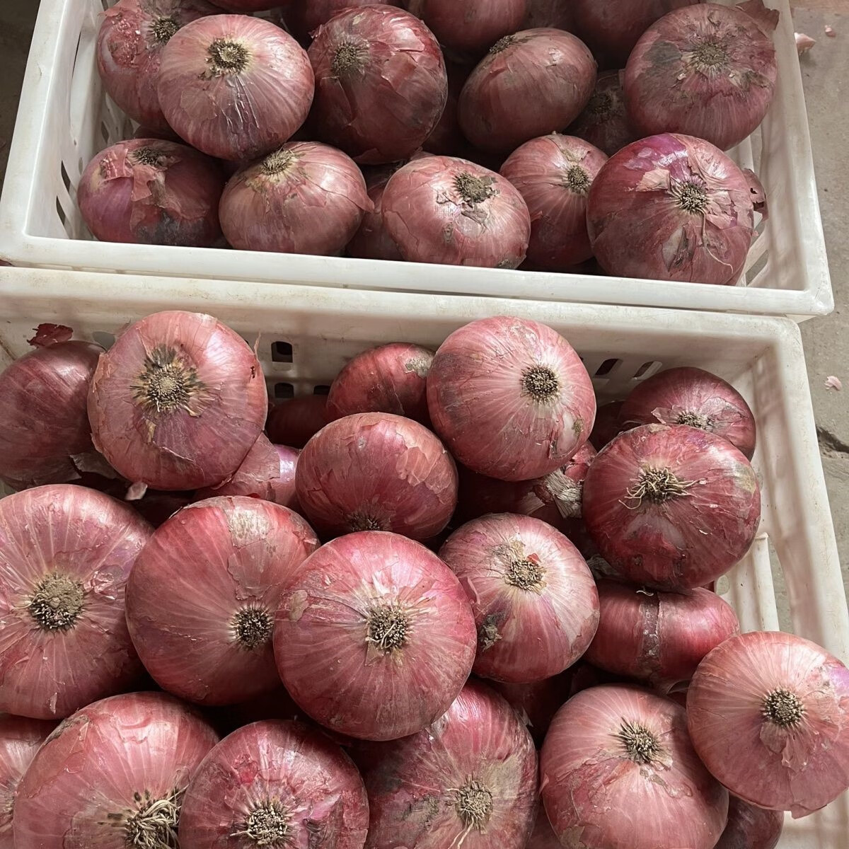 山东二红扁洋葱( 大扁葱粉嫩肉质 脆甜 多汁) 优选3斤圆小果【图片