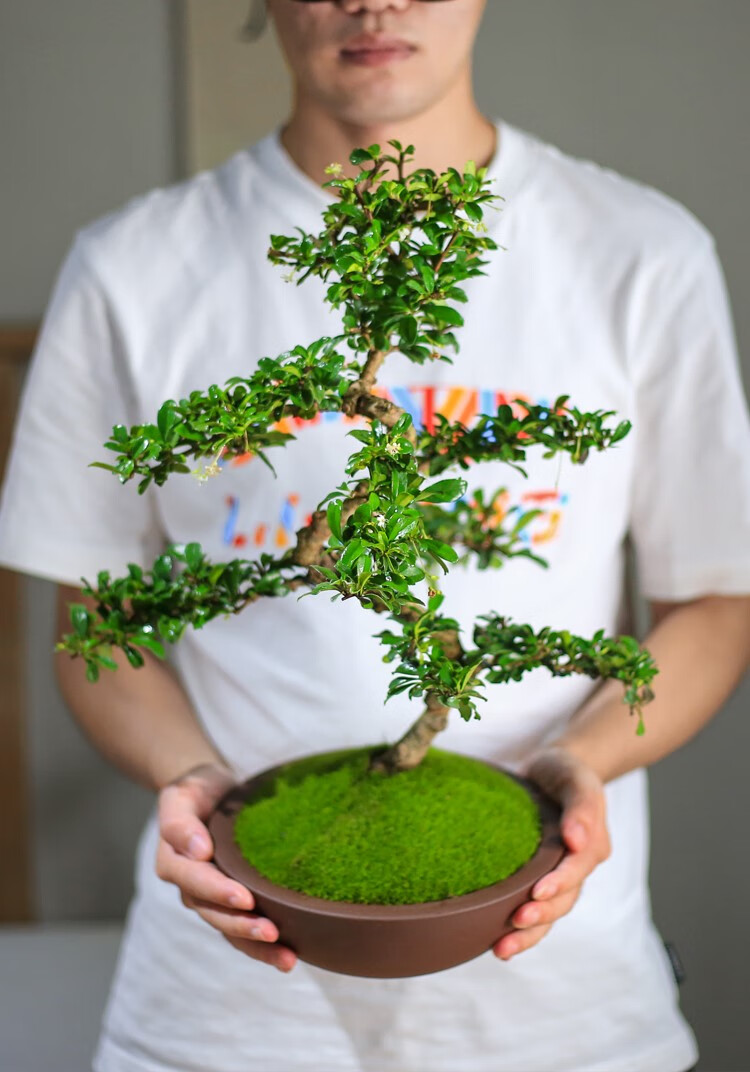 造型老桩福建茶 赠接水盘 带盆栽好【图片 价格 品牌 报价】-京东